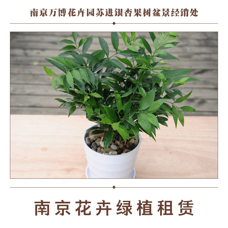 供應(yīng)南京花卉綠植租賃 南京花卉綠植租賃服務(wù) 花卉出租擺放 其它觀賞性植物租賃擺放