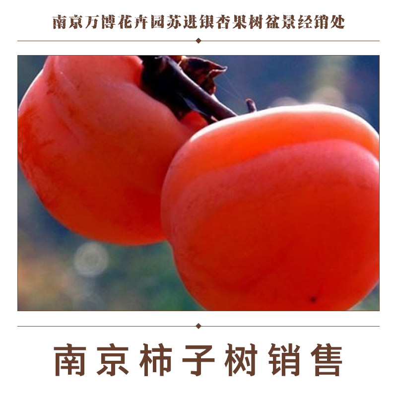 供應南京柿子樹銷售 柿子樹樹苗報價 柿子樹果樹樹苗 南京柿子樹樹苗