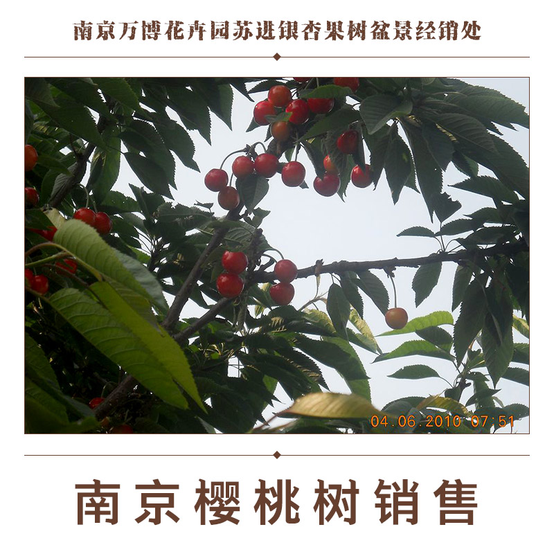 供應(yīng)南京櫻桃樹銷售 櫻桃樹樹苗報(bào)價(jià) 櫻桃樹種植基地 南京櫻桃樹樹苗