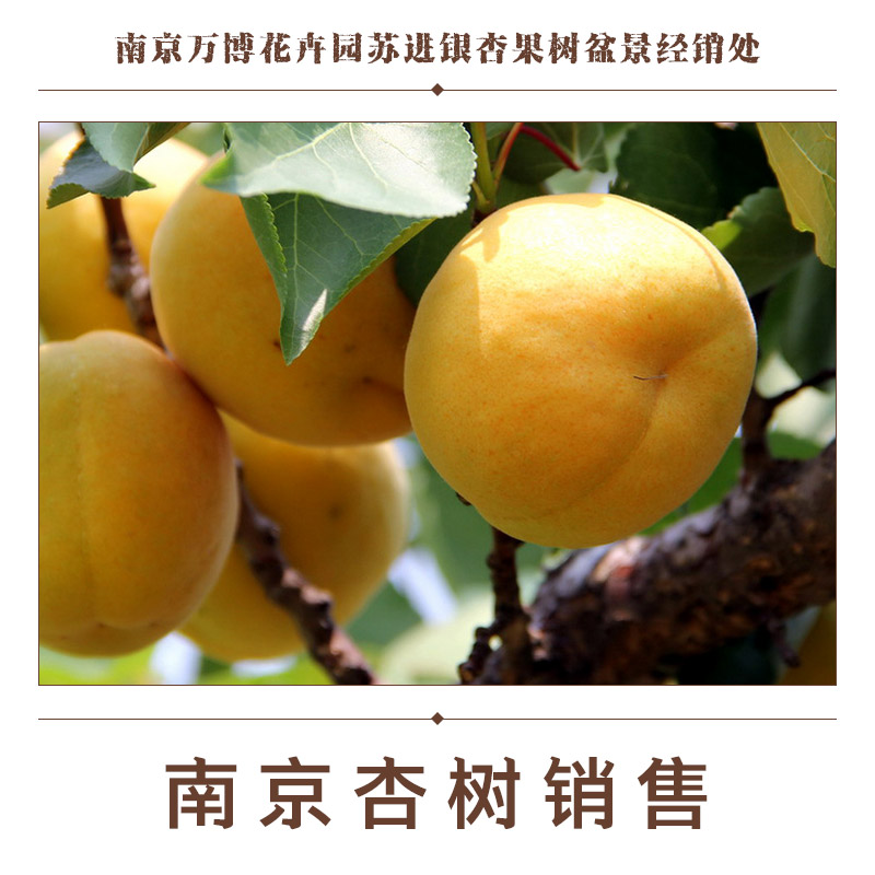 供應(yīng)南京杏樹(shù)銷(xiāo)售 杏樹(shù)苗批發(fā) 杏樹(shù)種植基地 南京杏樹(shù)樹(shù)苗 大量杏樹(shù)樹(shù)苗