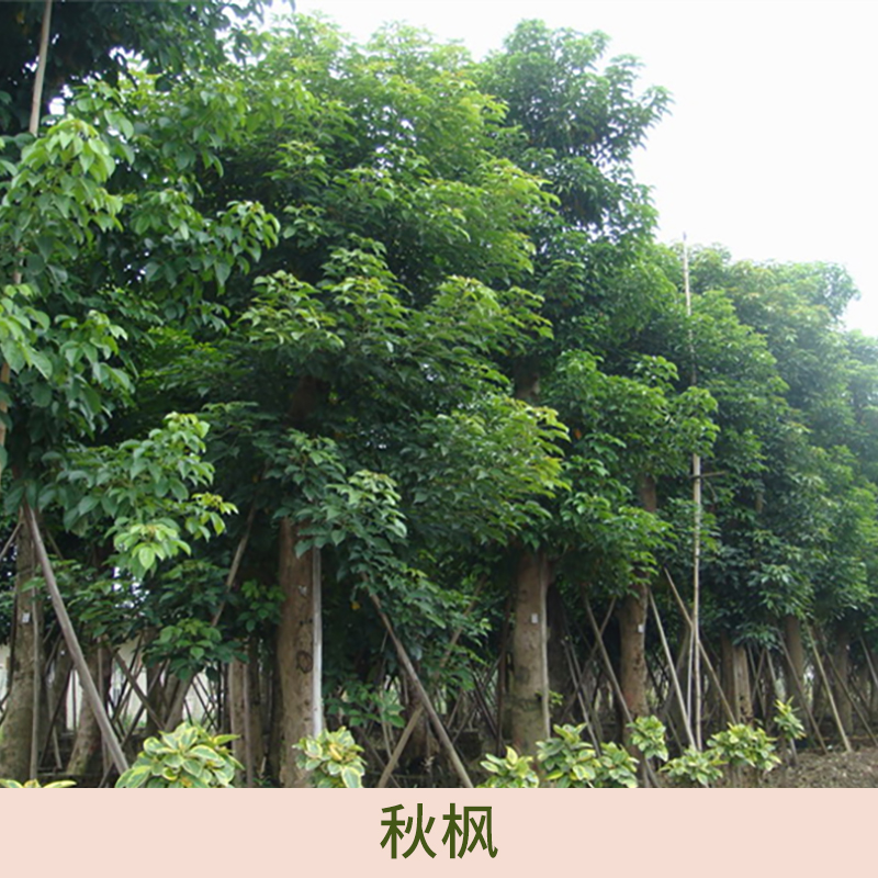 廣東行道樹秋楓種植基地 廣東行道樹秋楓批發(fā)商 廣東行道樹秋楓供貨商