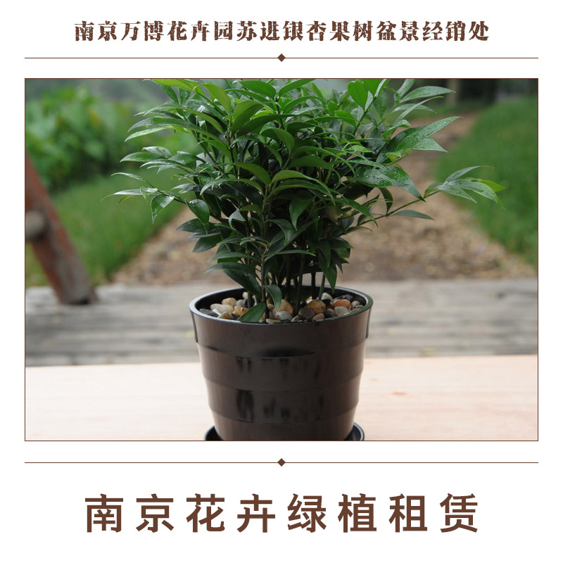 供應(yīng)南京花卉綠植租賃 南京花卉綠植租賃服務(wù) 花卉出租擺放 其它觀賞性植物租賃擺放