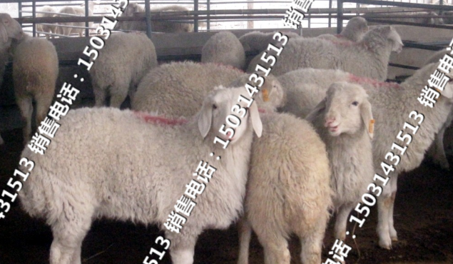 供應(yīng)肉牛犢Q(mào)*格銷售