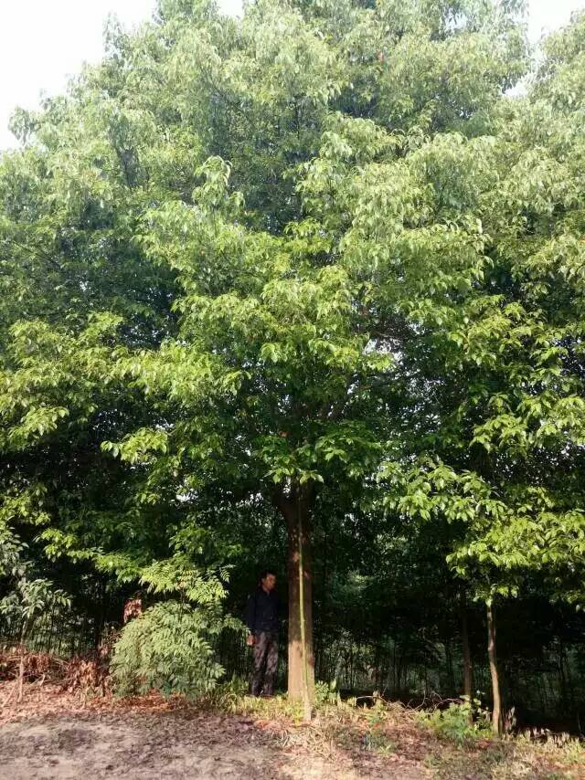 供應(yīng)小葉香樟