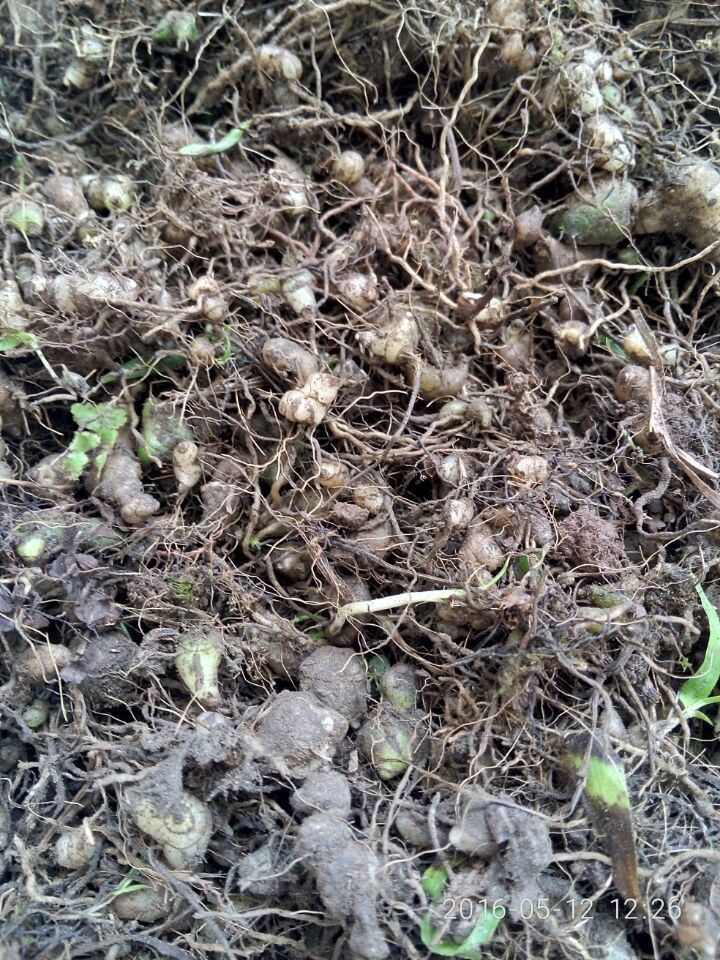 供應(yīng)用于中藥原料的登豐農(nóng)業(yè)供應(yīng)白芨種苗提供種植技術(shù)