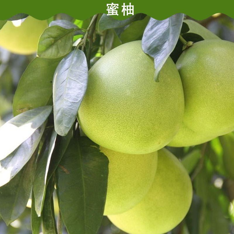 供應(yīng)蜜柚 蜜柚價(jià)格 蜜柚廠家 蜜柚批發(fā) 柑桔銷售單位 湖北蜜柚銷售
