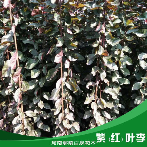 供應紫（紅）葉李 紫葉李樹苗基地 河南紫葉李供應 紅葉李價格