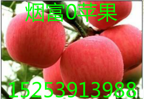 供應(yīng)山東矮化蘋果苗、山東矮化蘋果苗價格，山東矮化蘋果苗基地