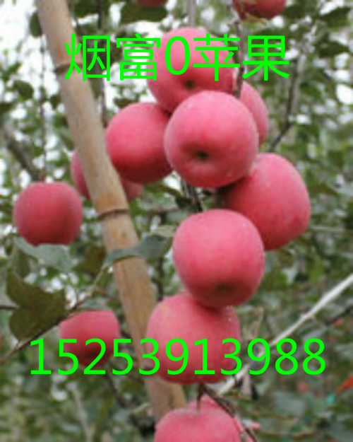 供應(yīng)山東矮化蘋果苗、山東矮化蘋果苗價格，山東矮化蘋果苗基地
