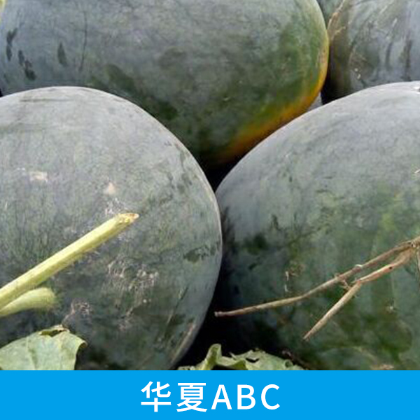 山東西瓜批發(fā)價 山東西瓜供應(yīng)商  山東西瓜供貨商