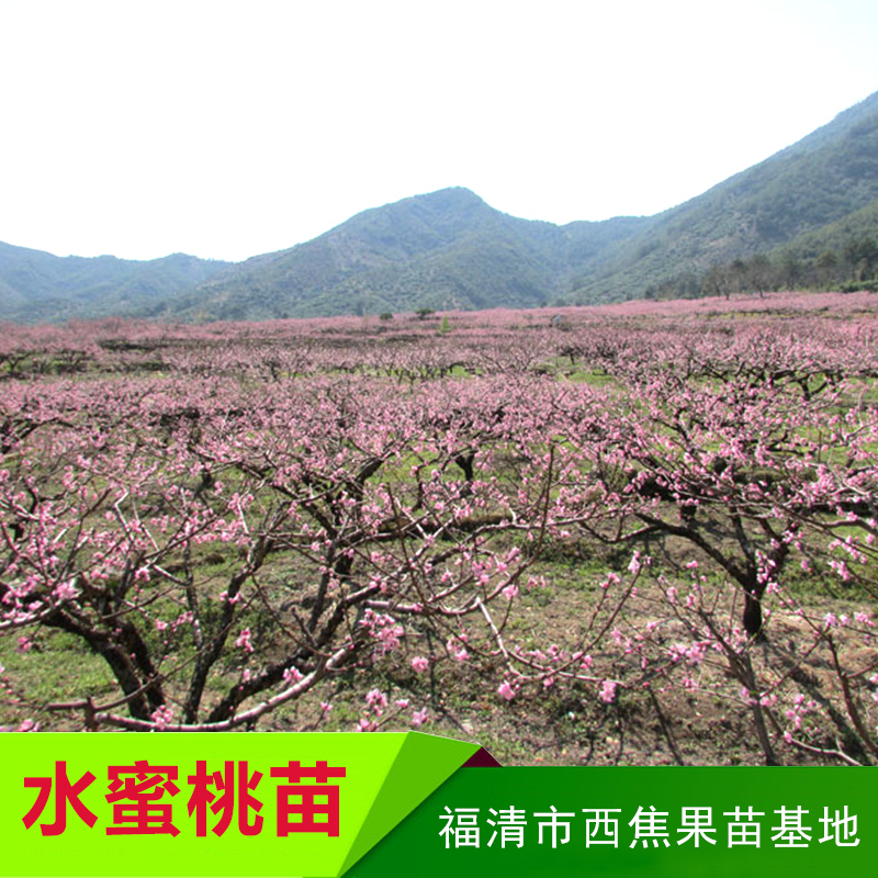 西焦果苗基地供應水蜜桃苗、水蜜桃樹種苗 福州水蜜桃苗木批發(fā)