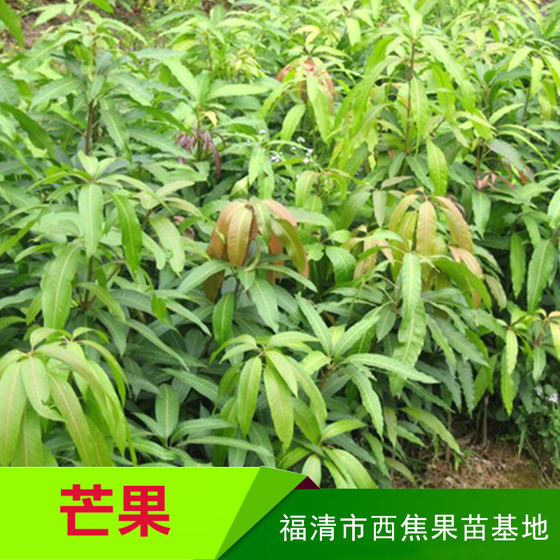 福建芒果苗-種植基地報(bào)價(jià)供應(yīng)