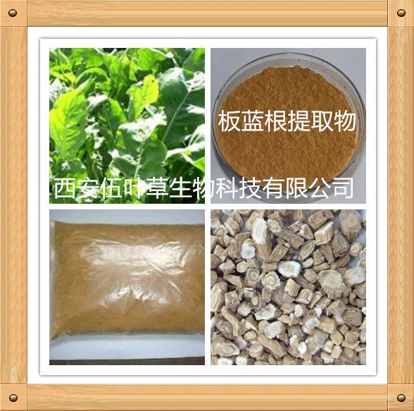 伍葉草生物主打產(chǎn)品/板藍根提取物/大青根提取物/清熱解毒/18702960615