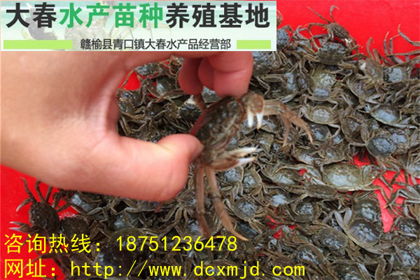 河蟹苗價格/河蟹苗批發(fā)
