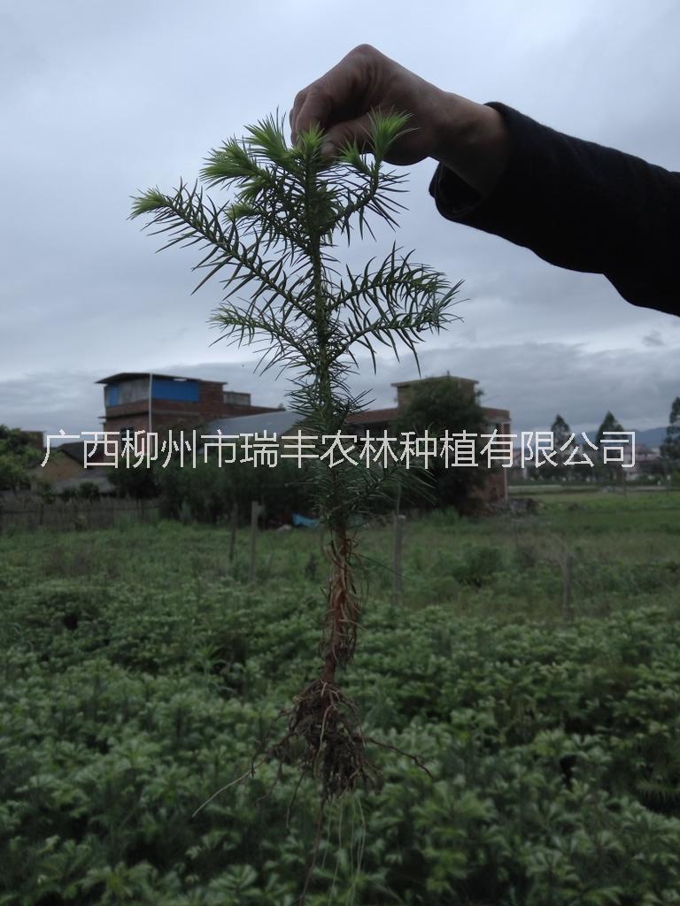 供應(yīng)用于種植業(yè)的廣西20-30公分良種杉木苗