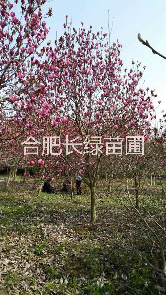 供應(yīng)安徽紅葉李，安徽大葉女貞，安徽香樟，安徽金桂，安徽烏桕樹