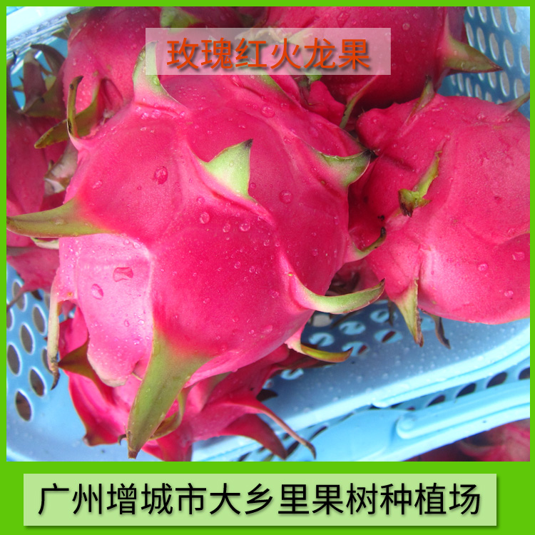 供應(yīng)出售玫瑰紅火龍果 火龍果供應(yīng) 火龍果供應(yīng)商 玫瑰紅火龍果