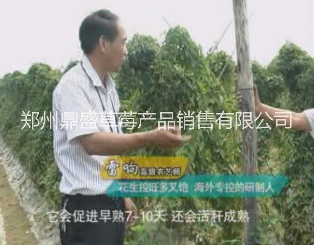 花生控旺好*，一款農(nóng)業(yè)*研發(fā)了15年的花生延緩控旺好葉面