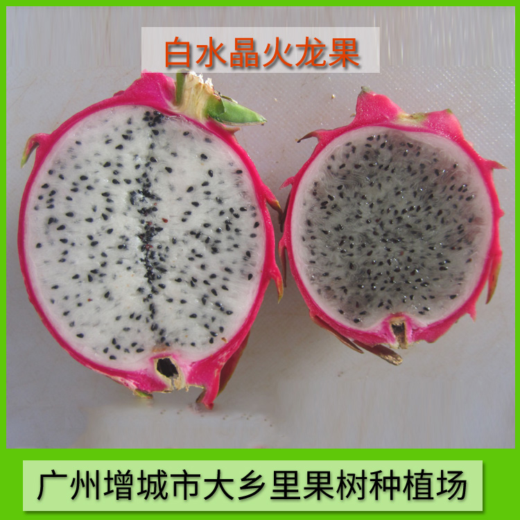 廣州30公分白水晶火龍果苗種植園、廣州從化白水晶火龍果種苗批發(fā)