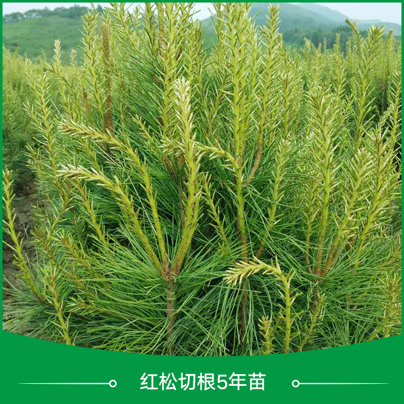 丹東市紅松根5年苗廠家 供應(yīng)紅松切根5年苗 紅松切根苗 紅松樹苗 紅松苗