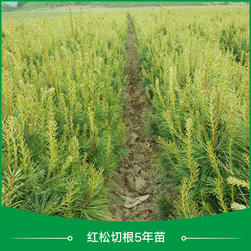 丹東市紅松根5年苗廠家 供應(yīng)紅松切根5年苗 紅松切根苗 紅松樹苗 紅松苗