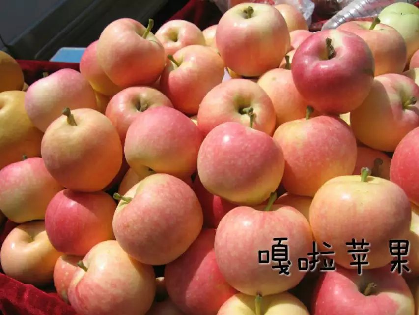 山東紅富士蘋果價(jià)格  今日蘋果價(jià)格  嘎啦蘋果批發(fā)