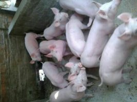 山東豬仔批發(fā)*質(zhì)豬仔出售