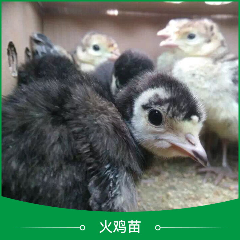 供應(yīng)江蘇火雞苗 火雞苗廠家 火雞苗銷售 火雞苗養(yǎng)殖技術(shù)