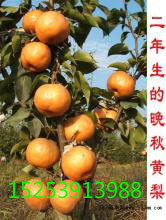 供應(yīng)梨樹苗價(jià)格 梨樹苗批發(fā) 梨樹苗基地 山東梨樹苗