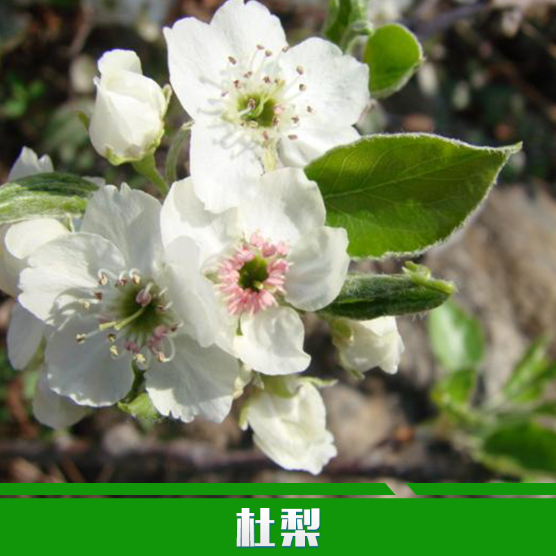 供應(yīng)用于種植|管理|培育的杜梨優(yōu)質(zhì)杜梨 山梨 叢生杜梨 單株杜梨8-20公分