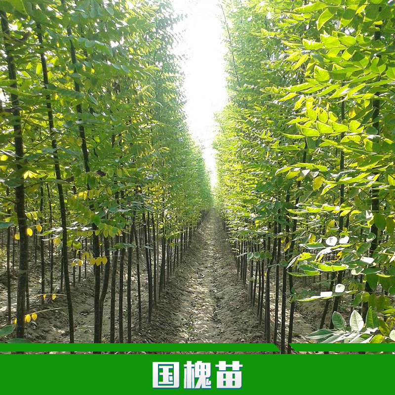 供應用于種植的國槐苗批發(fā) 綠化苗木直銷 國槐樹苗 速生國槐苗 規(guī)格齊全 國槐價格