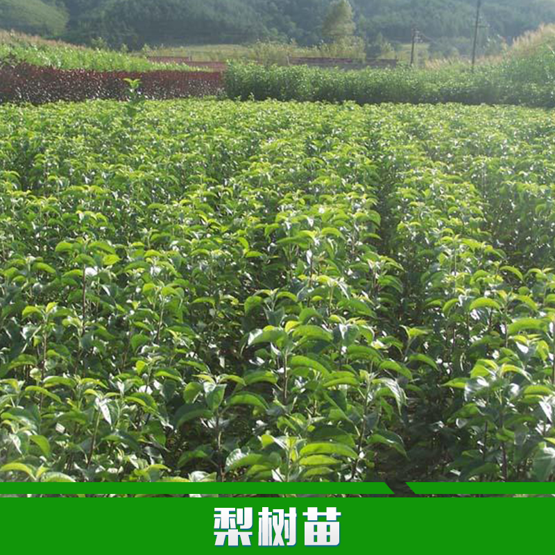 供應(yīng)用于園林定植的梨樹(shù)苗種植 批發(fā)梨樹(shù)樹(shù)苗 品種齊全 當(dāng)年結(jié)果 果樹(shù)苗