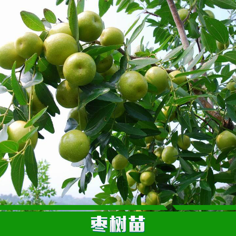 供應(yīng)用于種植的棗樹苗批發(fā)批發(fā)棗樹苗 嫁接棗樹苗 冬棗苗 水果樹苗