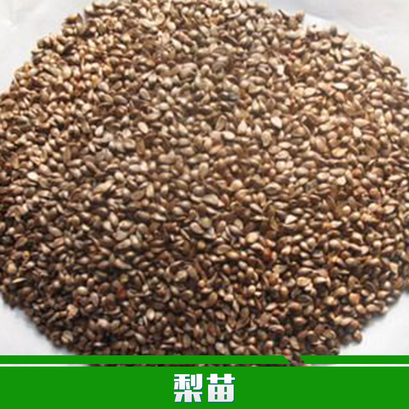 供應(yīng)用于園林定植的梨苗廠家 批發(fā)黃金梨苗 優(yōu)質(zhì)嫁接梨樹(shù)苗 可盆栽南北方果樹(shù)苗