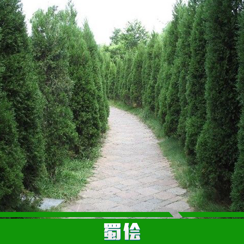 供應(yīng)用于種植的蜀儈批發(fā) 優(yōu)質(zhì)蜀儈 四季常青植物 園林綠化