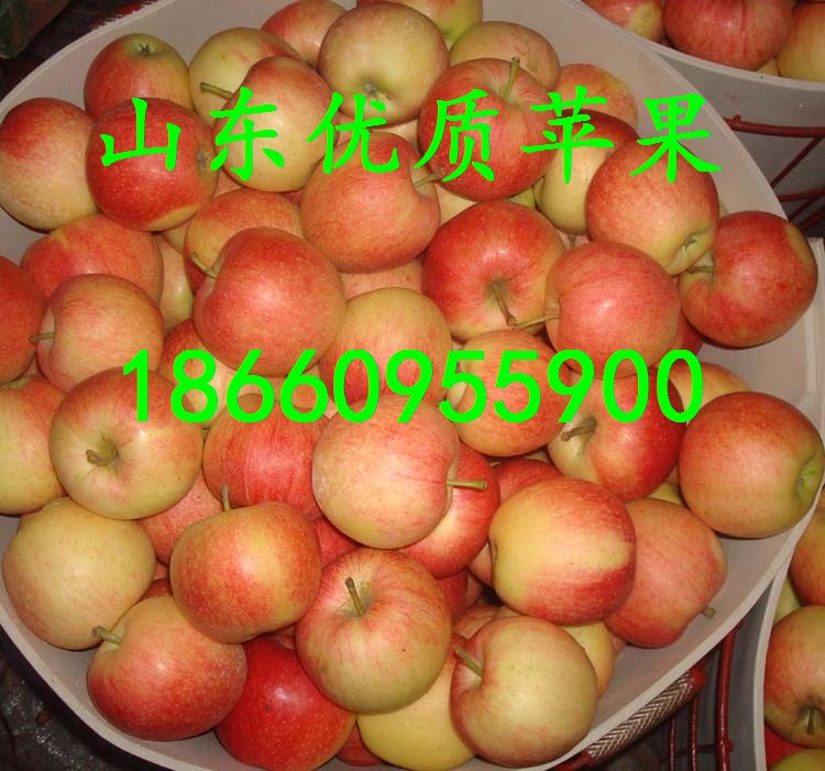 山東紅富士蘋果價(jià)格  今日蘋果價(jià)格  嘎啦蘋果批發(fā)