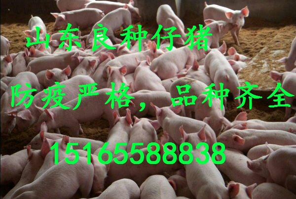 廣西優(yōu)質(zhì)三元仔豬*價(jià)格  山東仔豬*行情  今日仔豬價(jià)格  山東仔豬價(jià)格