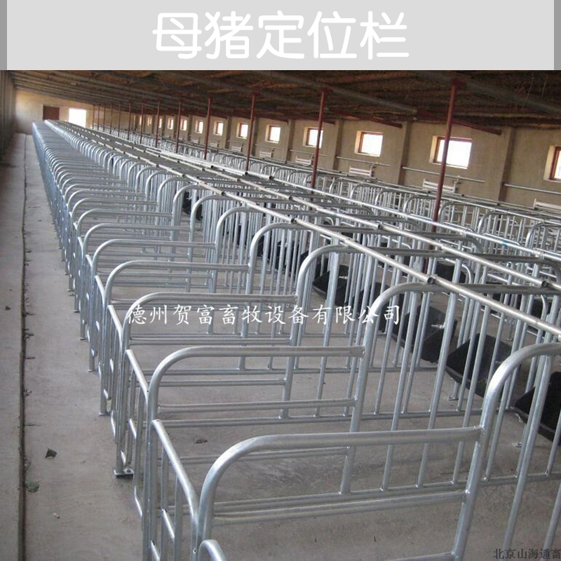 供應(yīng)母豬定位欄廠家直銷 山東母豬定位欄供應(yīng)商 定位欄養(yǎng)豬設(shè)備 母豬定位欄