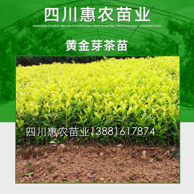 供應(yīng)四川黃金茶苗價格多少，四川黃金茶苗批發(fā)，茶苗電話13881617874