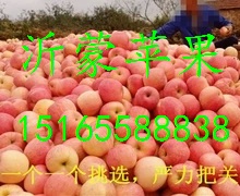湖北紅富士蘋果批發(fā) 紅富士*價格  嘎啦蘋果批發(fā)基地