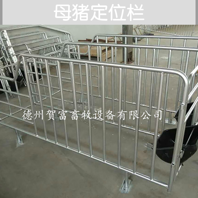 供應(yīng)母豬定位欄廠家直銷 山東母豬定位欄供應(yīng)商 定位欄養(yǎng)豬設(shè)備 母豬定位欄