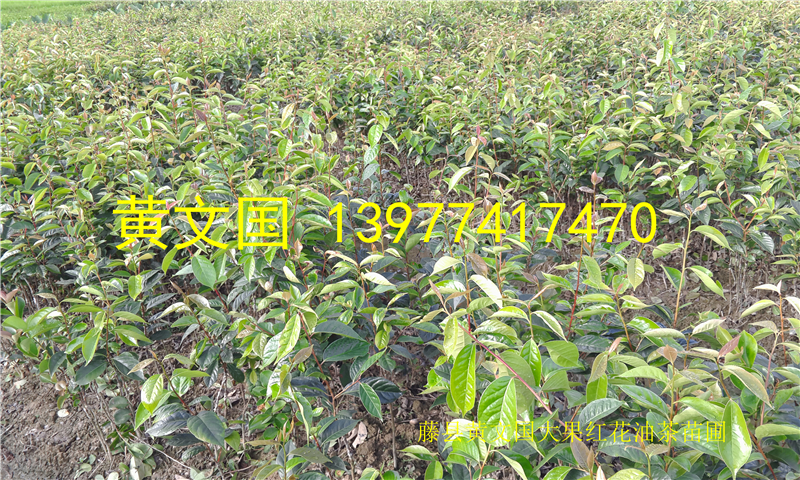 供應(yīng)2016年大果紅花油茶嫁接苗，大果紅花油茶嫁接苗新苗-2016年大果紅花油茶嫁接苗樹苗