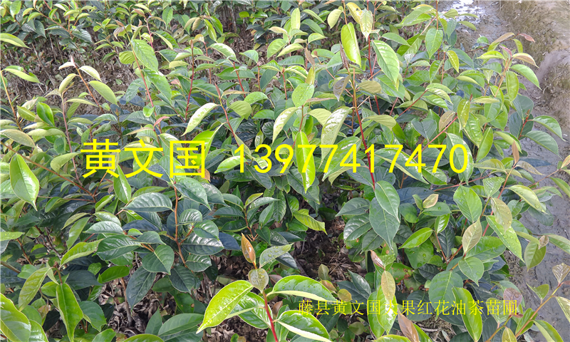 供應(yīng)2016年大果紅花油茶嫁接苗，大果紅花油茶嫁接苗新苗-2016年大果紅花油茶嫁接苗樹苗