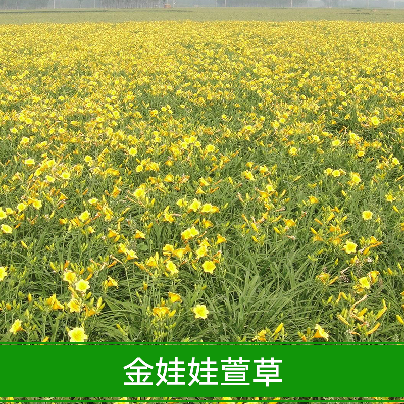 供應金娃娃萱草  金娃娃萱草 盆栽 綠化苗木 金娃娃 大花萱草 黃花萱草