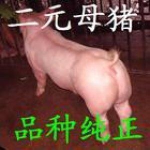 山東仔豬三元仔豬 沂南仔豬三元仔豬