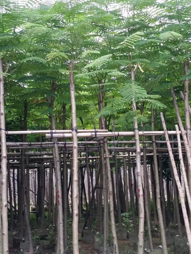 廣東鳳凰木哪家比較好