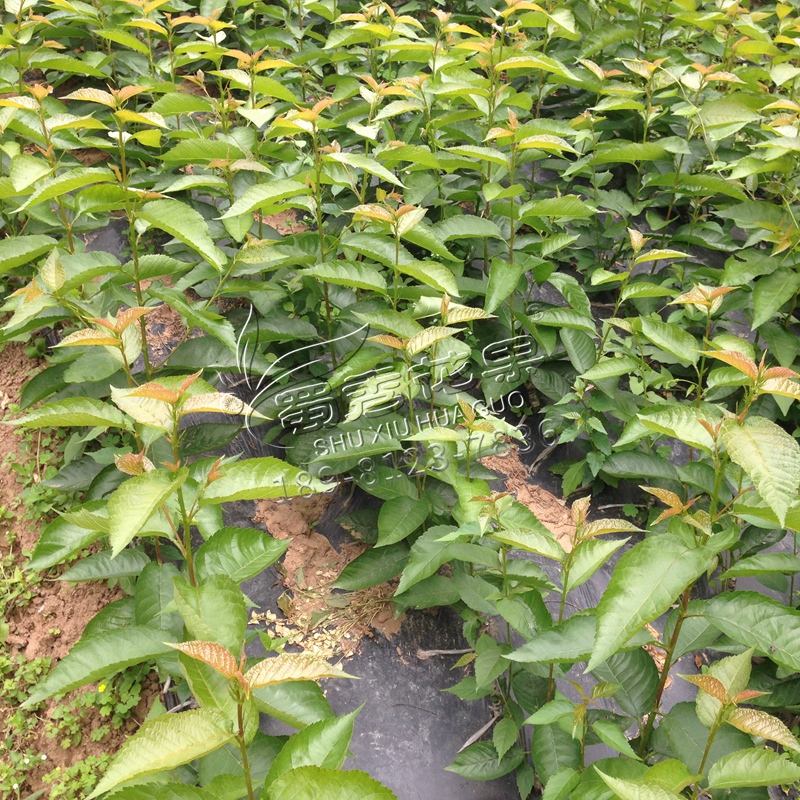 南方小櫻桃苗大青葉櫻桃樹(shù)苗未嫁接馬哈利吉塞拉櫻桃毛櫻桃砧木苗