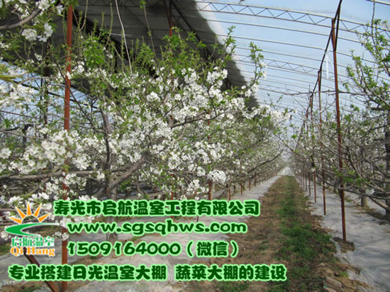 供應(yīng)日光溫室     冬暖式棉被拱棚    壽光市啟航溫室