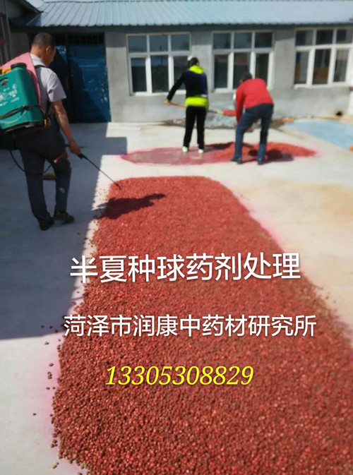 供應用于農(nóng)業(yè)種植的狹三葉半夏種球