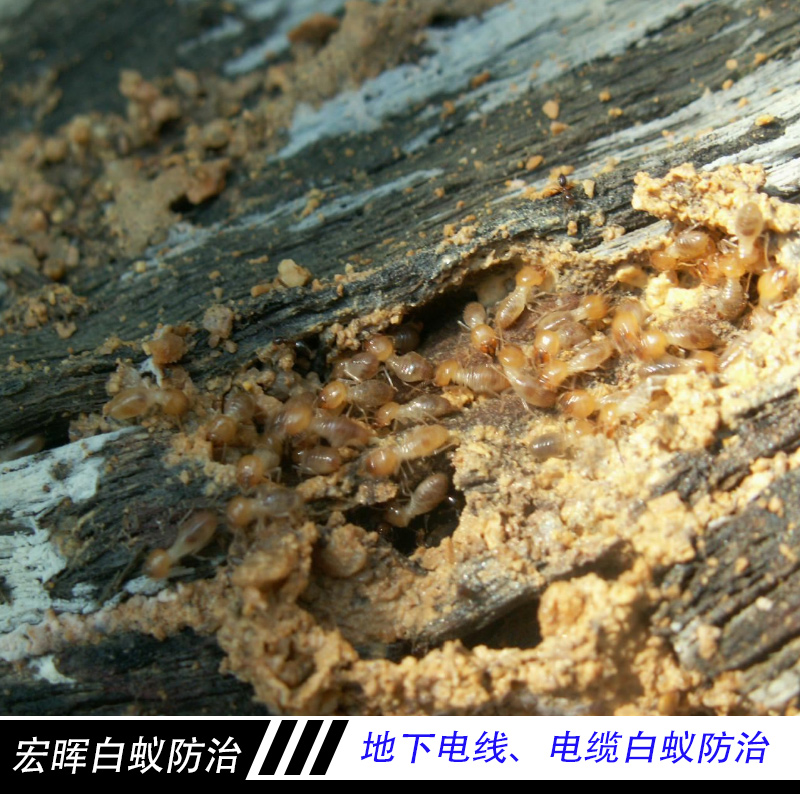 廣州宏暉白蟻防治工程 地下電線電纜白蟻防治 藥物處理滅治白蟻